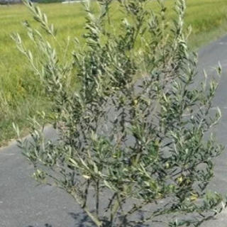 フェイジョア アポロ H1.5m（根鉢除く）