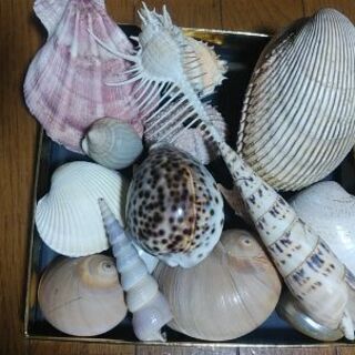 貝殻色々  