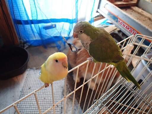 オキナインコ10歳メス緑 ロー 金沢のその他の里親募集 ジモティー オキナインコ10歳メス緑 ロー 金沢のその他の里親募集 ジモティー