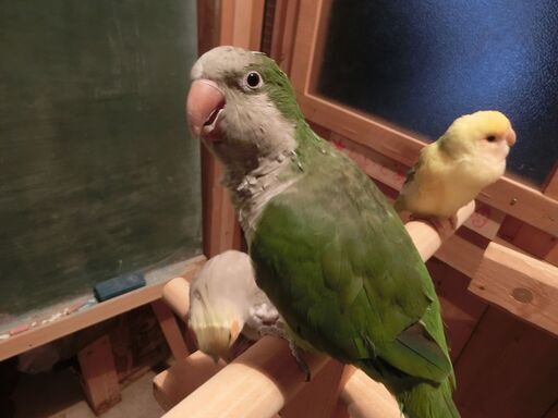 オキナインコ１０歳メス緑 ロー 金沢のその他の里親募集 ジモティー