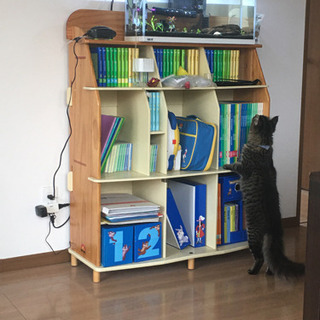 ディズニー英語 正式版