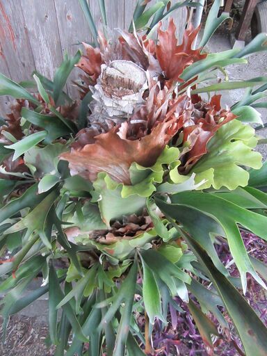 観葉植物，コウモリラン（ビカクシダ）