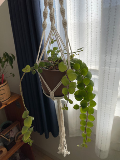 観葉植物吊り下げ付き アカリ 東武練馬のその他の中古あげます 譲ります ジモティーで不用品の処分