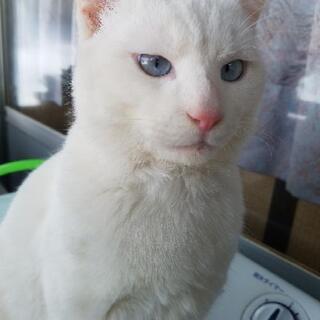 急募♂9ヵ月オス白猫4月29日生まれ☆目の色：淡いブルー
