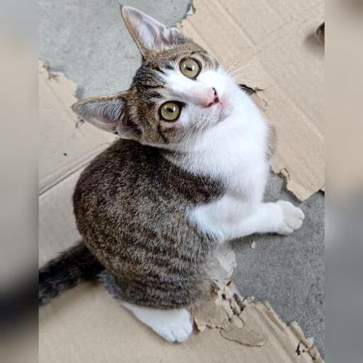 里親募集 れんとん 弘前の猫の里親募集 ジモティー
