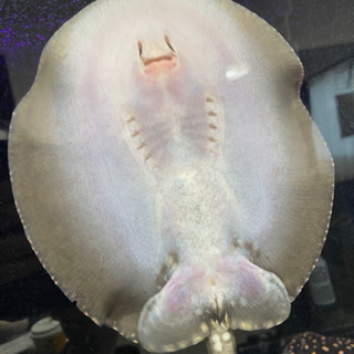 淡水エイHB ハイブリッド