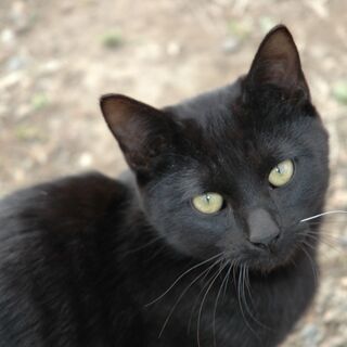 仔猫の里親募集5 十二単 紀の川の猫の里親募集 ジモティー 仔猫の里親募集5 十二単 紀の川の猫の里親募集 ジモティー