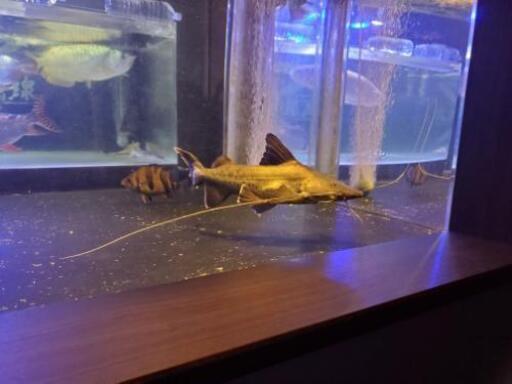 ピライーバー 値下げ - その他 