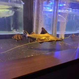 ピライーバー　値下げ