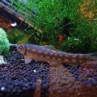 中古オトシンネグロが無料 格安で買える ジモティー