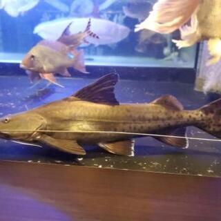 ピライーバ 約70cm 大型魚 引き取り限定