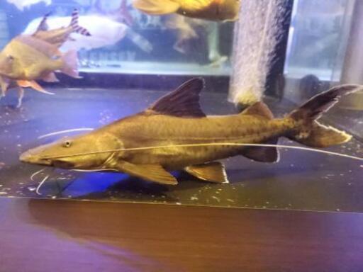 ピライーバー 値下げ - その他 