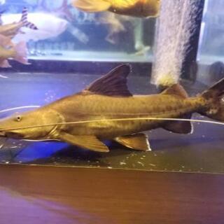 ピライーバー　値下げ