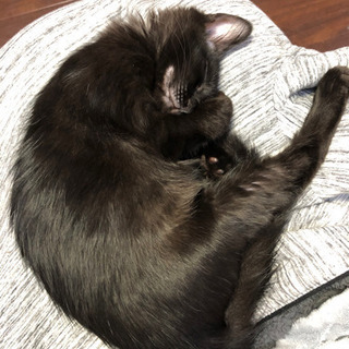 つやつや毛並みの黒猫ちゃんです − 沖縄県