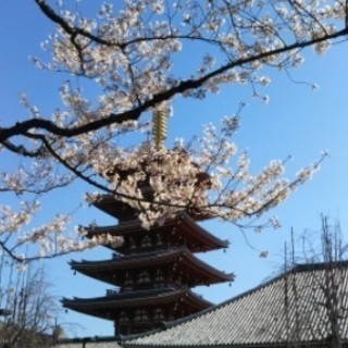 🌸神社仏閣の桜散策🌸