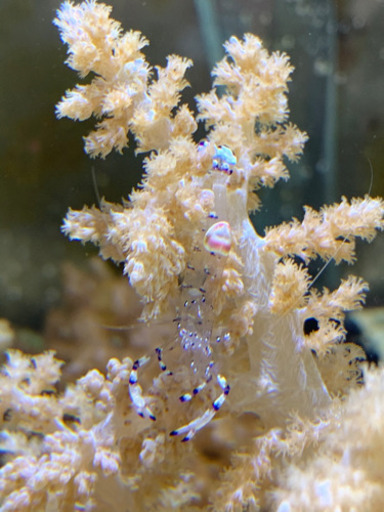 海水魚イソギンチャクエビ むにゃんにゃん 宜野湾のその他の中古あげます 譲ります ジモティーで不用品の処分