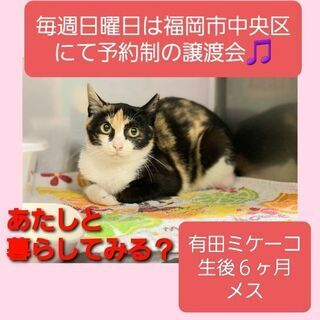 毎週日曜日は福岡市中央区にて予約制の譲渡会🎵有田ミケー子の画像