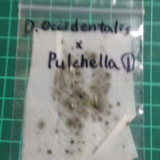 食虫植物ピグミードロセラ オキシデンタリスxプルチェラ交配種のム...