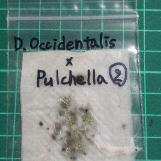 食虫植物ドロセラ オキシデンタリスxプルチェラ交配種のムカゴ（発...