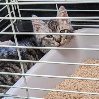 飼い主さま募集です