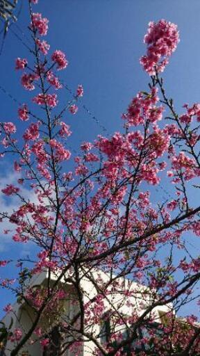 ☀️【最終処分値引き】早い者勝ち寒緋桜の苗 1
