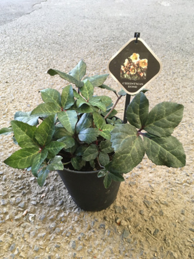 観葉植物クリスマスローズ 卸売り花問屋 昭和町の生活雑貨の中古あげます 譲ります ジモティーで不用品の処分