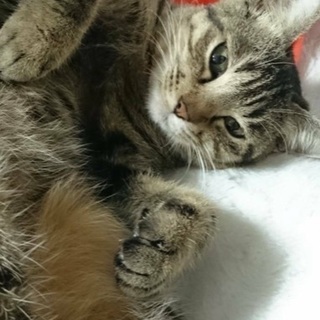 只今トライアル中です　ねこバスちゃん　メス4歳ほど