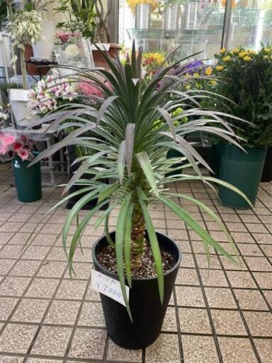 ユッカ　観葉植物