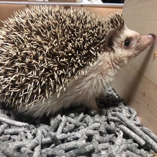 ハリネズミ 里親募集 ジモティー ハリネズミ 里親募集 ジモティー