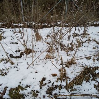 菊芋掘ります。雪の下の菊芋です。