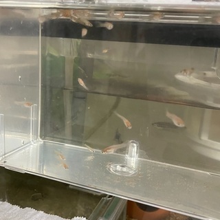 【ネット決済】熱帯魚 グッピー 稚魚