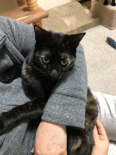 1歳半のサビ柄の女の子 Tunagu 帯広の猫の里親募集 ジモティー