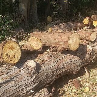 檜の丸太平均値直径３０ｃｍ×高さ５０ｃｍ