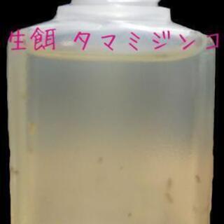 ミジンコ繁殖用クロレラ水溶液2L付き