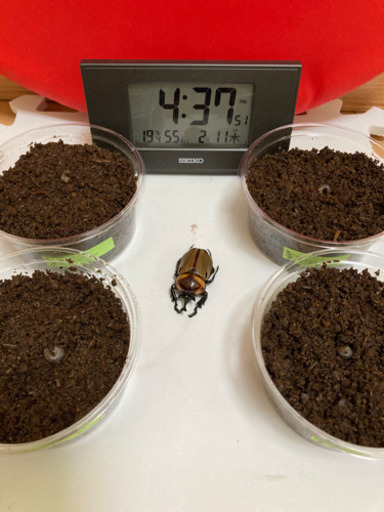 ☆受け渡し終了[予約出品]大人気ヨツボシヒナカブト②4匹幼虫セット