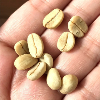 【ネット決済・配送可】コーヒーの木　種子　１０粒