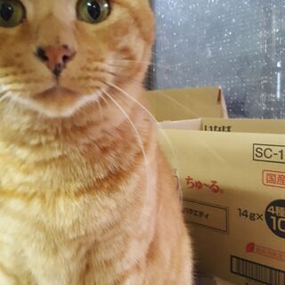 保護猫ちゃとくん・里親さんを探しています