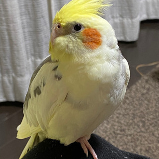 オカメインコを探しています