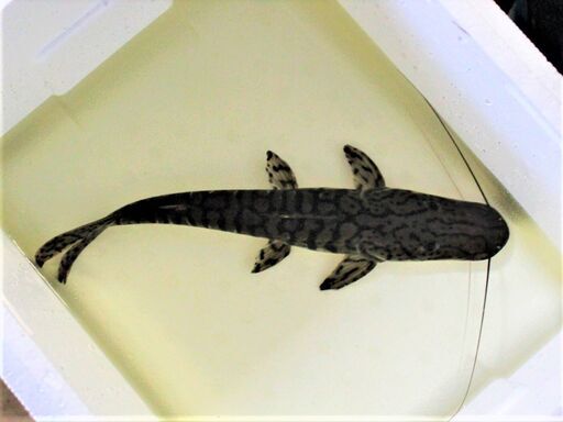 タイガーシャベルノーズ　（カラパリ）３３ｃｍ±