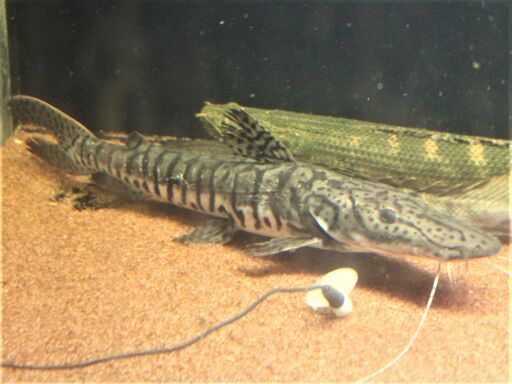 タイガーシャベルノーズ （カラパリ）33cm±