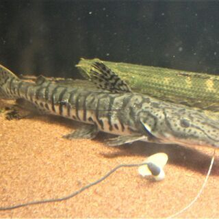 タイガーシャベルノーズ　（カラパリ）３３ｃｍ± タイガーシャベルノーズ （カラパリ）33cm±