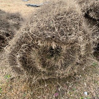 剥がした芝