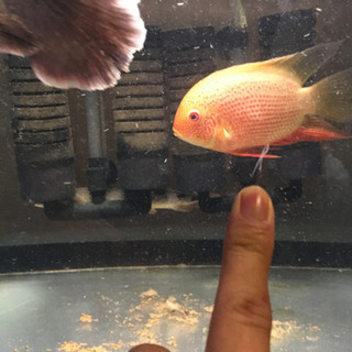 1200水槽今週限り価格