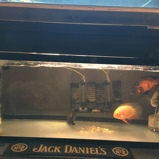 1200水槽今週限り価格