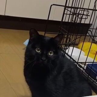 里親決定〇骨折を乗り越えた黒猫ちゃん