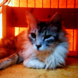 東京都の飼い猫 里親募集 ジモティー