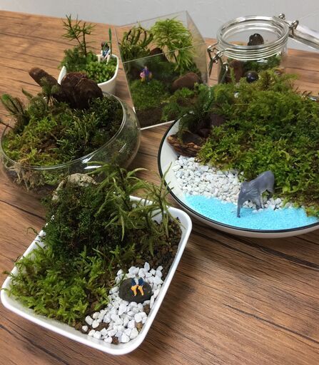 2 21苔テラリウム 苔箱庭体験教室 クローバー 田辺のワークショップのイベント参加者募集 無料掲載の掲示板 ジモティー 2 21苔テラリウム 苔箱庭体験教室 クローバー 田辺のワークショップのイベント参加者募集 無料掲載の掲示板 ジモティー