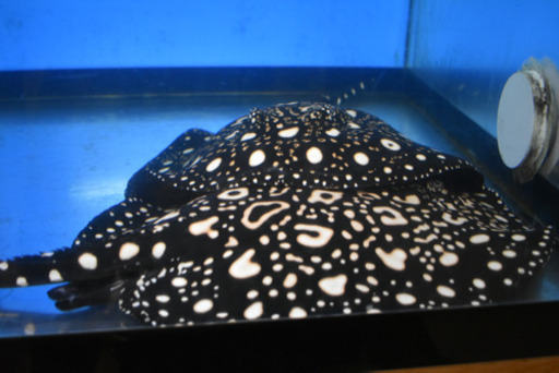 ダイヤモンドポルカ　成熟個体ペア