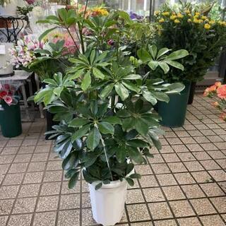 ホンコンシェフレラ観葉植物 山路花店 白金高輪のその他の中古あげます 譲ります ジモティーで不用品の処分