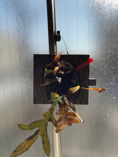 drynania quercifalia シダ植物　珍種類　ビカクシダ　着床植物